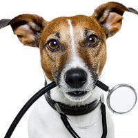 График вакцинации собак