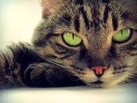 Самые распространенные мифы и заблуждения о кошках
