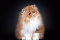 Интересные факты о персидской кошке