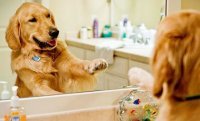Как правильно мыть лапы собаке после прогулки