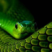 Содержание змей в домашних условиях