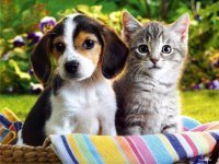 Возможна ли дружба между собакой и кошкой