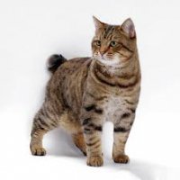 Кошки породы Бобтейл: какие они на самом деле