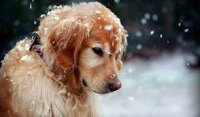 Заболевания собак в зимний период