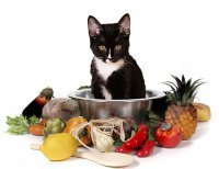 Чем нельзя кормить кошек. 10 продуктов