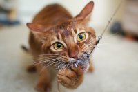 Абиссинская кошка – интересные факты