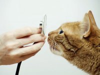 5 самых опасных болезней кошек