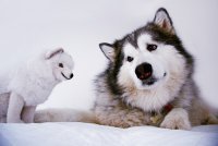 Аляскинский маламут – лучшая семейная собака