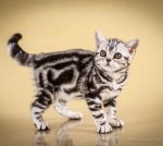 Американська короткошерста. Дівчинка. Продаж