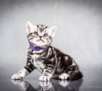Американська короткошерстна. Хлопчик ПЕТЯ