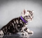 Американська короткошерстна. Хлопчик ПЕТЯ