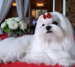 Цуценя мальтезе без недоліків