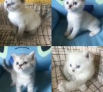 Шотландские котомалыши