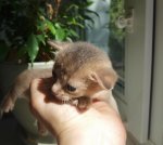 Абиссинская кошка котёнок