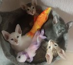 Орієнтальні кошенята