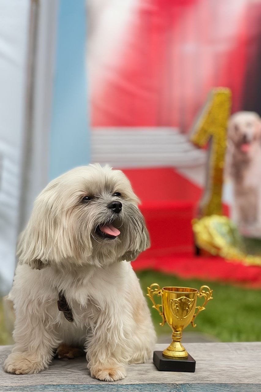 Український кольоровий той.Дівчинка з документами Український кольоровий той.Дівчинка з документами