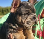Маленьке диво французького бульдога шукає свою сім’ю ????