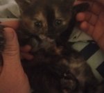 Кошенята на бронювання