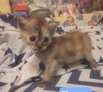 Кошенята на бронювання