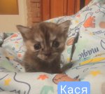 Кошенята на бронювання