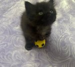 Отдам двух кошечек