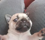 Продаж цуценят мопсиків