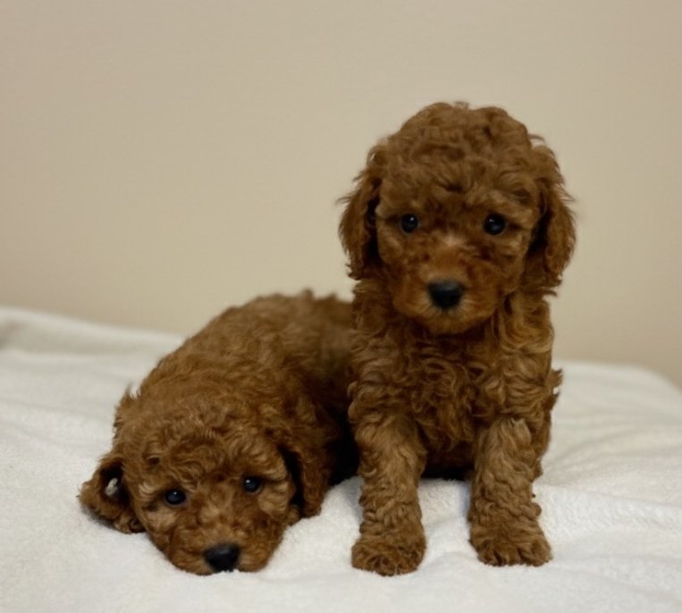 Дітки той пудель Дітки той пудель