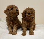 Дітки той пудель