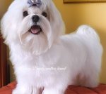 Неперршевеені цуценя мальтезе, корейці, FCI