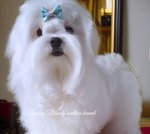 Неперршевеені цуценя мальтезе, корейці, FCI