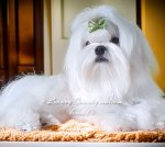 Неперршевеені цуценя мальтезе, корейці, FCI