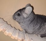 Продам Шыншылу