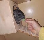 Продам Шыншылу